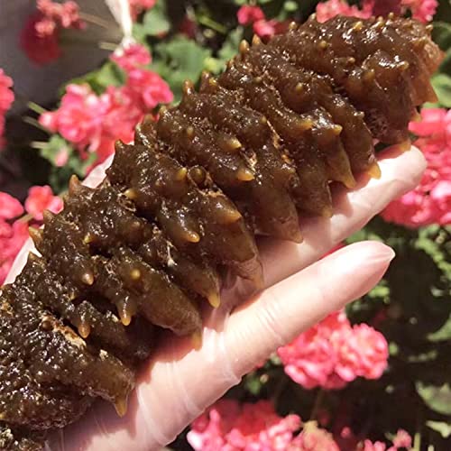 Dol Wild South American Sea Cucumber Rainbow Sea Cucumber (Large 8Oz/Bag) #TOP2