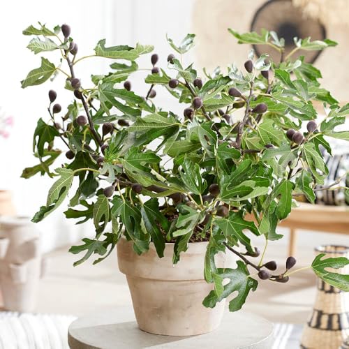 YouGarden Ficus 'Little Miss Figgy', 2 x Dwarf Fig Trees, 9cm Potted, Ready to Plant, Hardy and Compact, Great for Small Gardens and Patio Pots