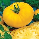 Burpee 'Sunny Boy' Hybrid, Yellow Beefsteak Slicing Tomato, 30 Non-GMO Seeds