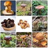 500 piezas Semillas de hongos porcini - plantas en macetas de plantas de interior, comprar plantas de hortalizas, de jardín de hierbas, setas semillas de setas, plantar hierbas