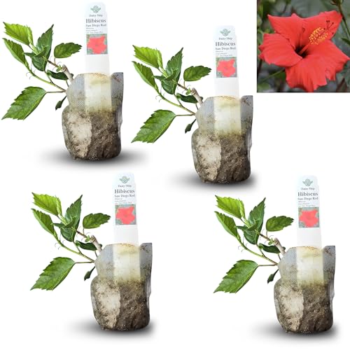 Red Hibiscus Rosa-sinensis live plant in sacs