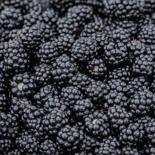 BlackBerry Plants Prime Ark Freedom Blackberries - Thornless Primocane (First Year Berries) Variety - BlackBerry Plants from Hand Picked Nursery (1)