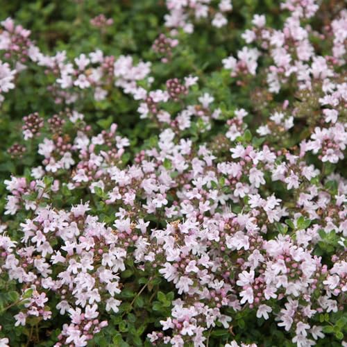 Set of 3 Plant Theory 9cm Pot Thyme Serpyllum Pink Chintz Herb Plant Thymus