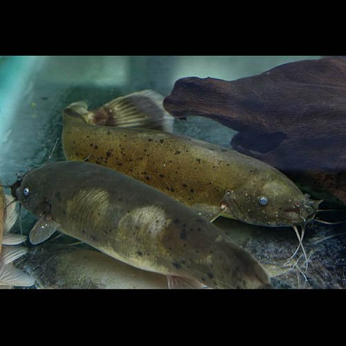 Amazon | (熱帯魚)デンキナマズ（電気ナマズ） （約5-8cm）＜1匹