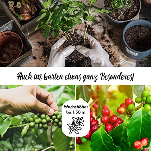 GROW2GO Dein eigener Zwergkaffee Strauch zum selber Pflanzen - Immergrüner Kaffeestrauch mit wunderschönen Blüten für die Anzucht von eigenen Kaffeebohnen (Anzuchtset)