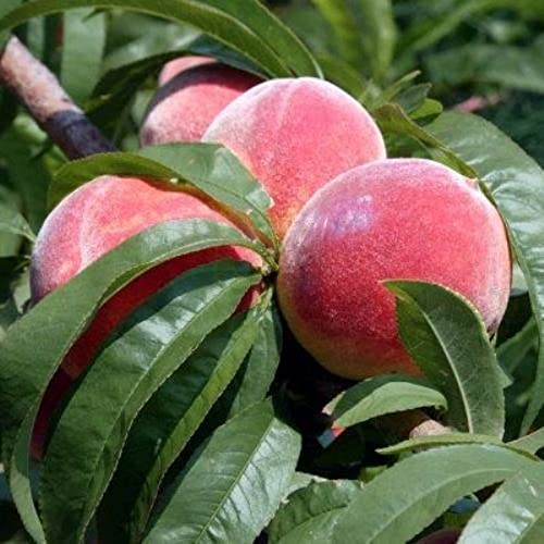 Chuxay Garden Dwarf Bonanza Peaches,Peach Fruit Tree 10 Seeds Sweet Fruit Gardening Gifts Fresh Non-Transgenic Edible Great For Garden #TOP1