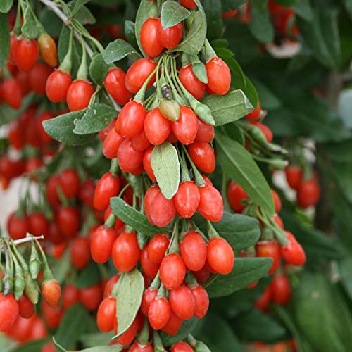 Goji Berry 50 Seeds - Lycium Chinense/Lycium Barbarum, Chinese Wolfberry Plant, Perennial Non Gmo Super Fruit, Easy To Grow Goji Berries Seeds For Planting #TOP3