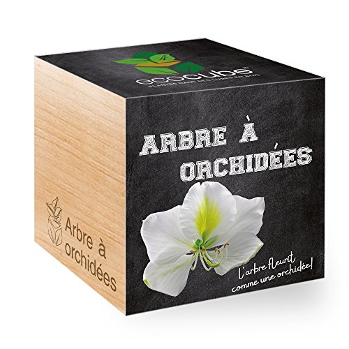 Feel Green Ecocube Arbre A? Orchide?es,  LArbre Fleurit Comme Une Orchidée, Idée Cadeau (100% Ecologique), Grow-Your-Own/Kit Prêt-à-Pousser, Plantes Dans Des Cubes En Bois 7.5cm, Produit En Autriche