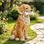 COWOS Solar Dog Statue with Glowing Bone, Golden Retriever Dog Statues for Outdoor Garden Decor, Weatherproof Dog Figurines and Pet Memorial Gift