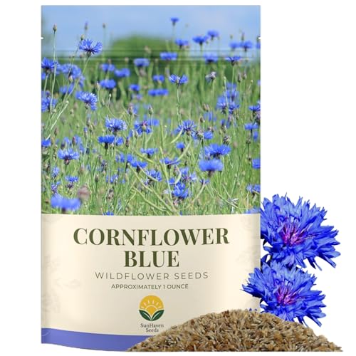 SunHaven Seeds Bachelor Button Seeds – Blue Cornflower – 5,500+