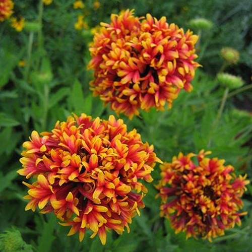 Creative Farmer Flower Seeds Gaillardia Pulchella Double Mixed