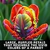 Rainbow Parrot Tulip Bulbs for Planting (10 Bulbs) - Huge Bulbs for Colorful Flowers - Grow Cheeful Rainbow Tulips - Fringed Multicolor Spring Flowers, Tall Statement Garden #1