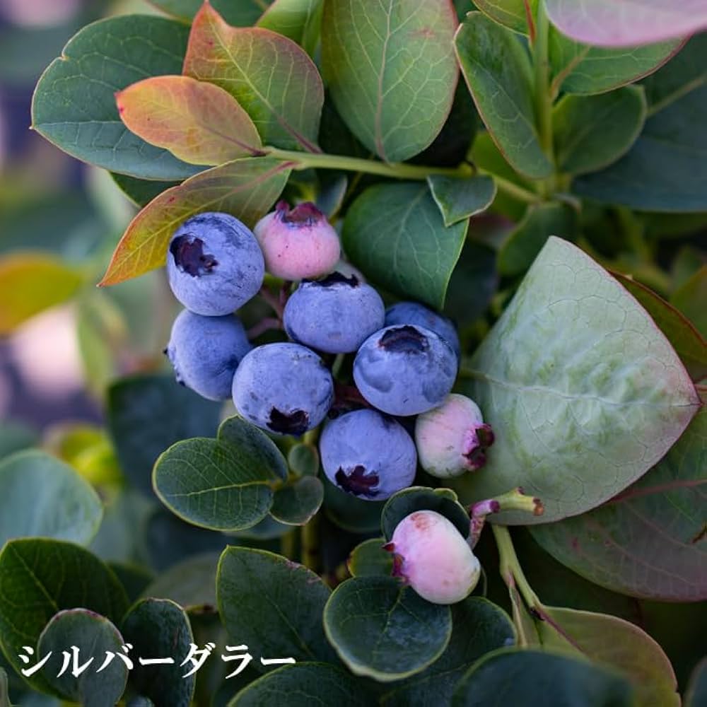 クリストフル ブルーベリー 落ち葉 フランス 特大コンポート