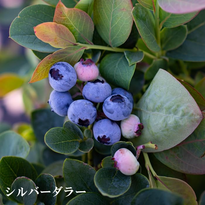 Amazon.co.jp: ブルーベリー 苗木 ブッシェル アンド ベリー