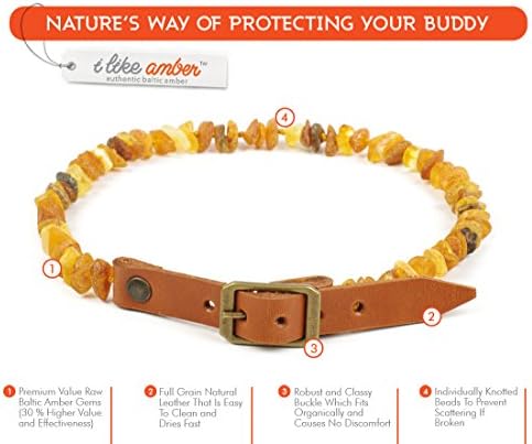 amber cat collar