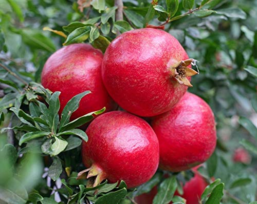See full amazon price history chart for SHOP 360 GARDEN High Yielding Pomegranate (Punica granatum), Anar, Annar, Madhulai Fruit Seeds For Growing - Pack of 30 Seeds SHOP 360 GARDEN High Yielding Pomegranate (Punica granatum), Anar, Annar, Madhulai Fruit Seeds For Growing - Pack of 30 Seeds (B07X6P5DB3) Amazon Price History, Amazon Price Tracker