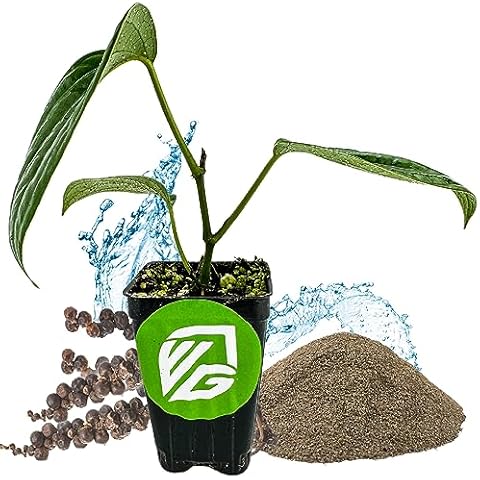 Black Pepper - Piper nigrum - Wellspring Gardens Starter Plant, Live Peppercorn Tree, Herb for Indoor/Outdoor Growing, Dwarf Fruit Plant, Ready for Planting in Gardens, Variety for Cooking and Spices Cover