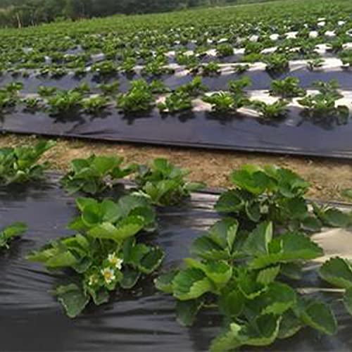 TEXALAN 10FT X 100FT 6 Mil Black Plastic Sheeting Roll: Waterproof, Multi-Use Tarp for Painting, Gardening, Construction by TEXALAN - Image 6