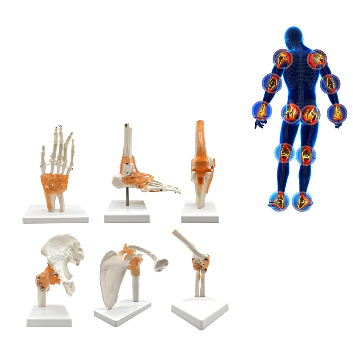 Modello articolare del Corpo Umano con Sei articolazioni Principali 6 Pezzi/Set Modelli anatomici Spalla Umana Gomito Anca Ginocchio Mano Piede Modelli di Ossa articolari Modello anatomico