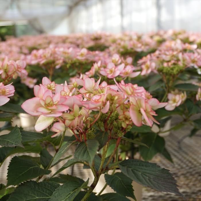 まる ☆購入の方コメントをm(._.)m12紫陽花苗 ご予約 まる ☆購入の方