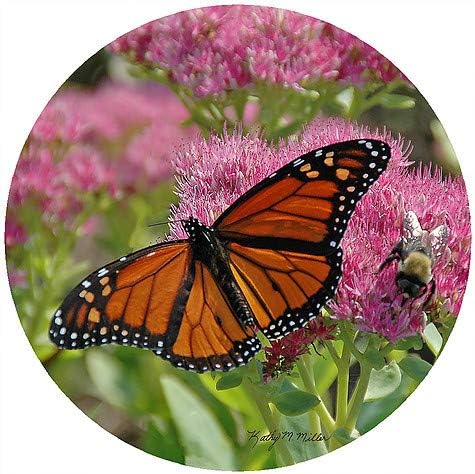 Andreas JO-KMB1 Kathy Miller Butterfly Jar Opener - 3 Pack