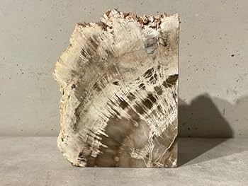 ペトリファイドウッド（珪化木）のオブジェ Amazon.co.jp: 天然 珪化木ペトリファイドウッド 約1300g 原石