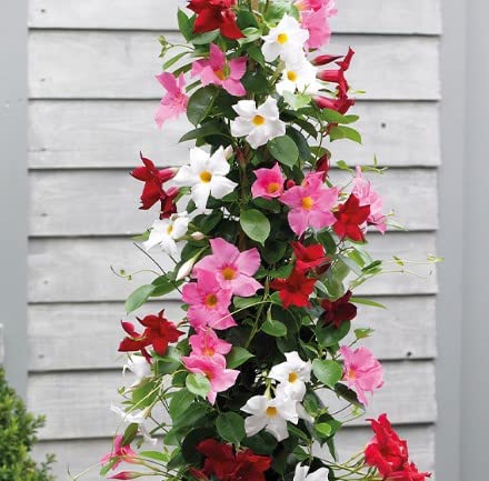 Generic 100pcs Mandevilla Flower Seeds Multi-Colored