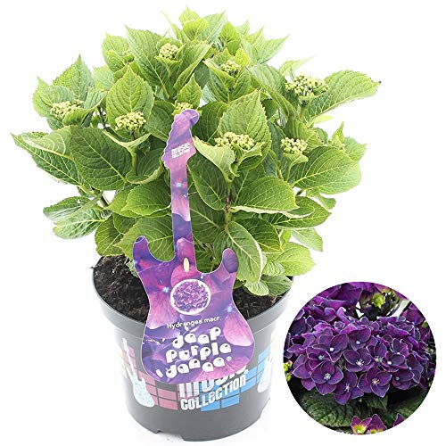 Hydrangea Purple Dance Garden Shrub | Deciduous Vibrant Potted Plant | 1.5-2.5ft