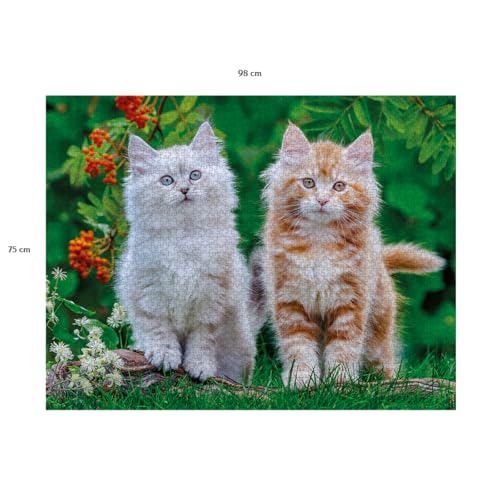 Puzzle 2000 pièces : Chatons Sibériens Ravensburger Nathan - vue 6