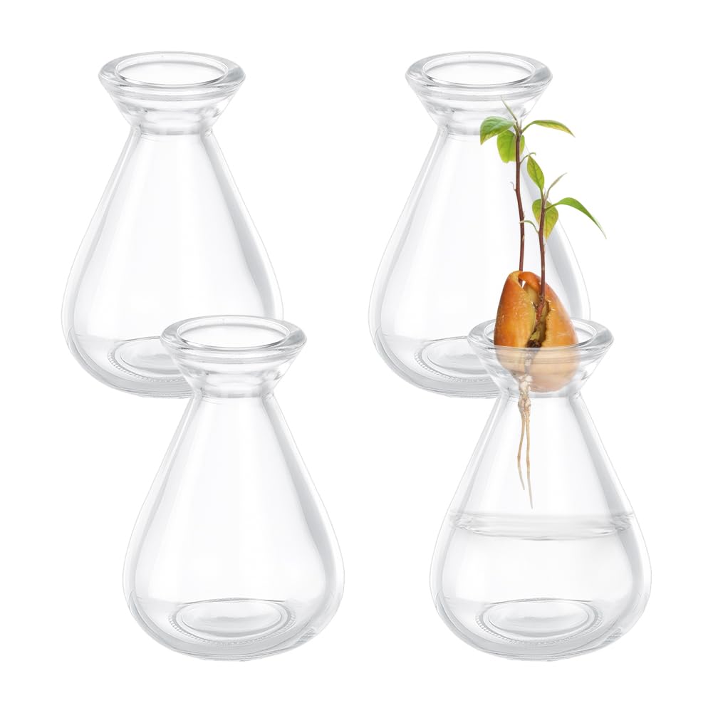 NBEADS 4 pz di Vasi per La Germinazione Dei Semi di Avocado, Vasi In Vetro Trasparente per La Germinazione di Piante In Vaso per La Coltivazione Avocado Semi Ghiande Erbe Aromatiche Piante Da Interno