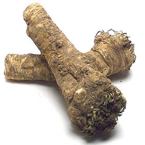 Horseradish Roots Natural, 1/2 pound/8 ounces,(USA Only,Can Not be shipped internationally) Ready For Planting or Preparing As Sauces or Dressings etc. JACOBS LADDER - Image 3