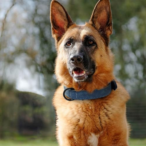 Image of Didog Soft PU Leather Dog Collar, Breathable Padded, Blue, Neck 18-22 inch