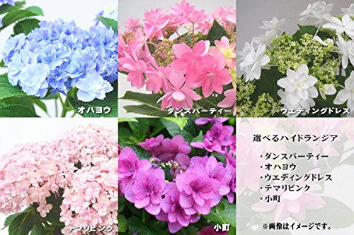 Amazon 予約販売3月以降発送 選べるあじさい ダンスパーティー アジサイ ハイドランジア ポット苗 観葉植物 オンライン通販