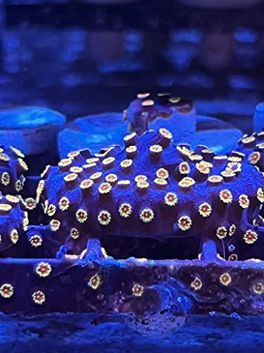 coralSLover, Coral Decor for Saltwater Aquarium - Bizarro Cyphastrea Frag Size 1.5"+