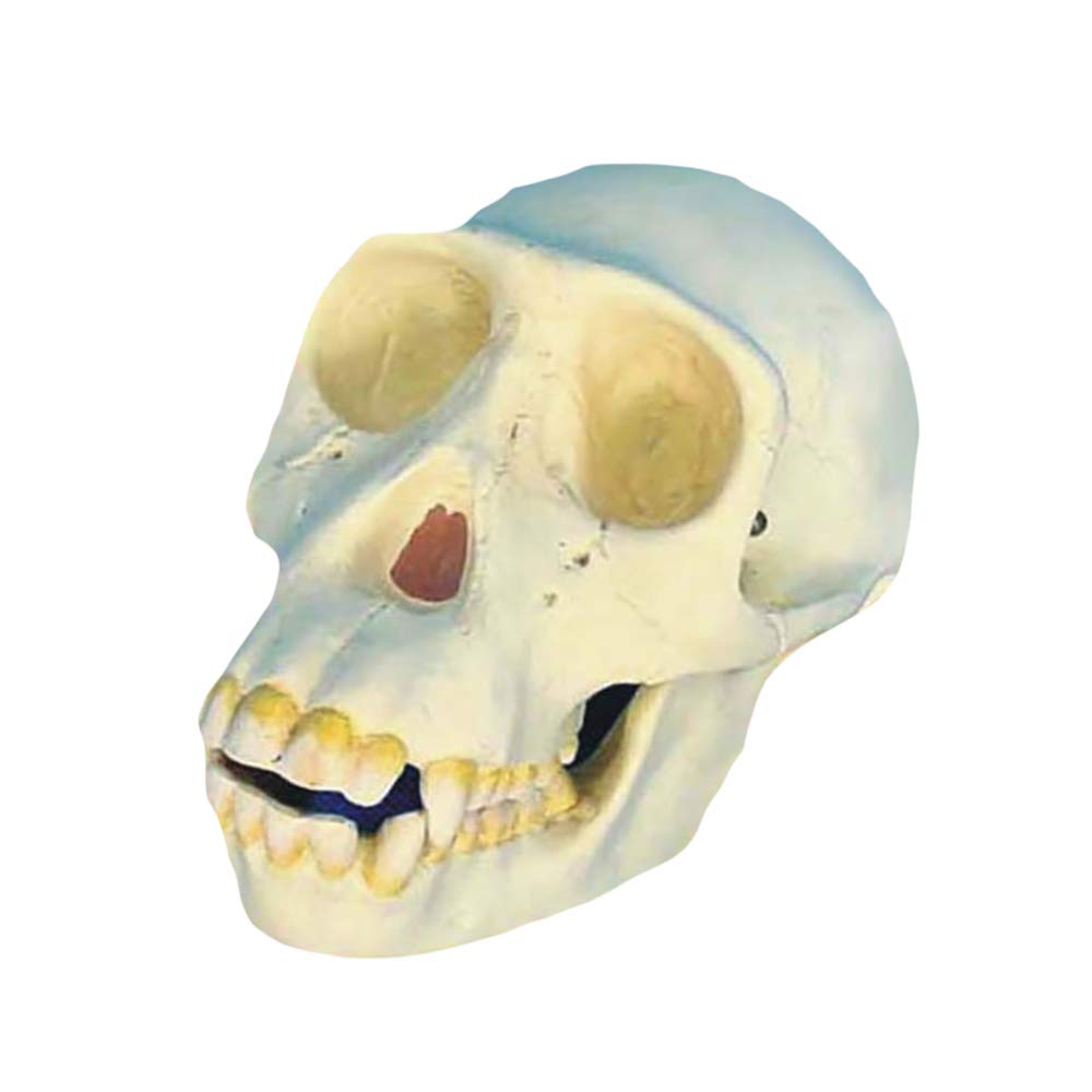 sjdoPulse Human Medical Skull Model - Chimpanzee Skull Model - 1:1 Replica Medical Skull Skeleton Model - for Study Display Teaching Medical Model
