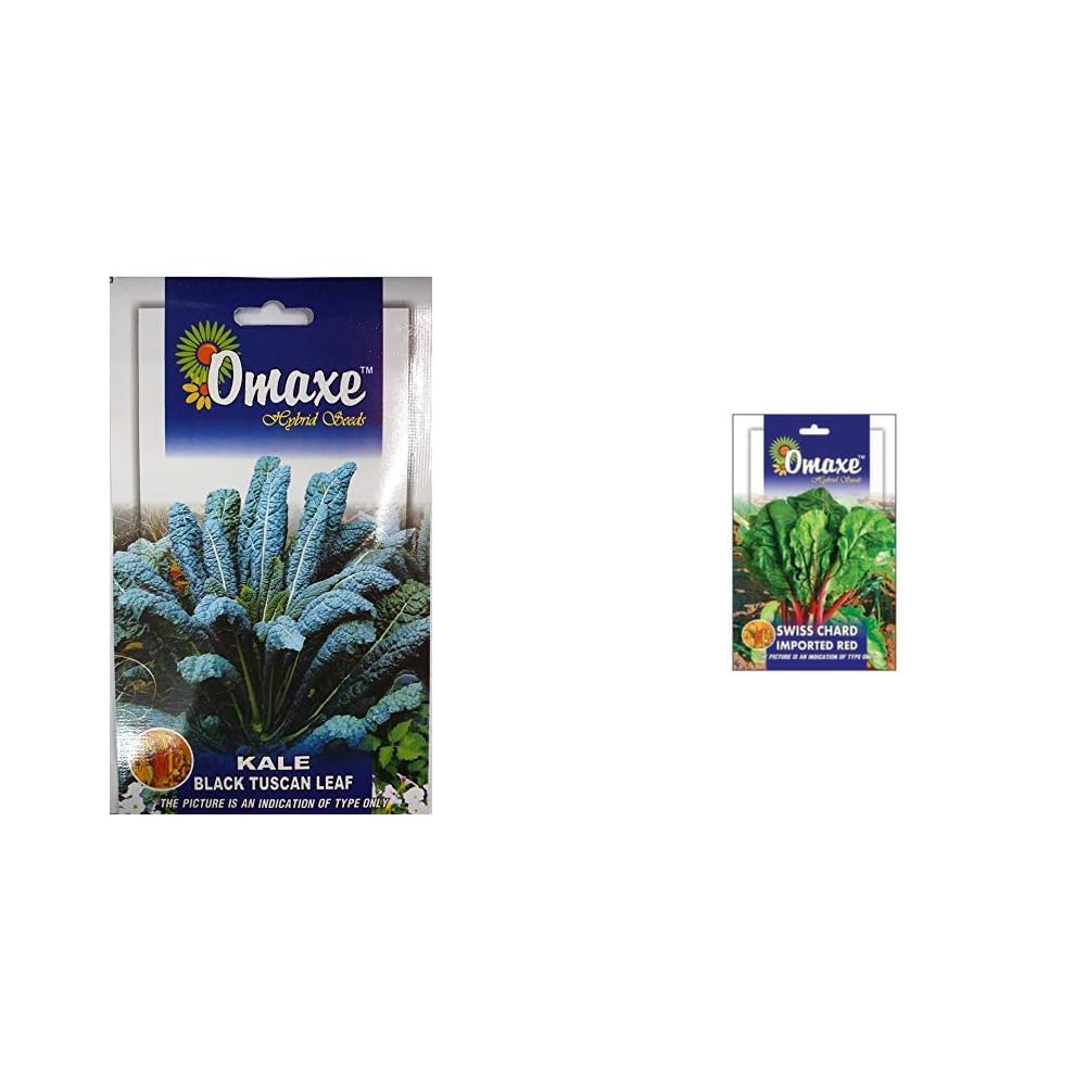 Kale Tuscan Green Imported Exotic Seeds Kitchen Garden Packet & Omaxe Seeds Swiss chard Imported Red Exotic Seeds Kitchen Garden Packet-image-28