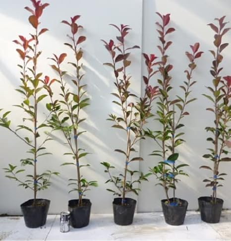 Amazon 8本セット レッドロビン 樹高1 2m前後 15cmポット れっどろびん ベニカナメモチ ベニカナメ れっどろびん 苗 植木 苗木 生垣 目隠し 植木