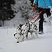 Universal-Hundegeschirr Inlandsis Polar Quest X-Back – Leicht, Ergonomisch und Robust – Canicross, Cani-MTB, Spaziergänge und Wanderungen (Hund 15kg)