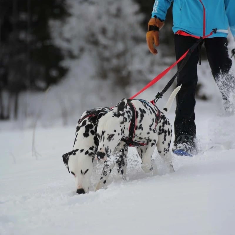 Universal-Hundegeschirr Inlandsis Polar Quest X-Back – Leicht, Ergonomisch und Robust – Canicross, Cani-MTB, Spaziergänge und Wanderungen (Hund 15kg)