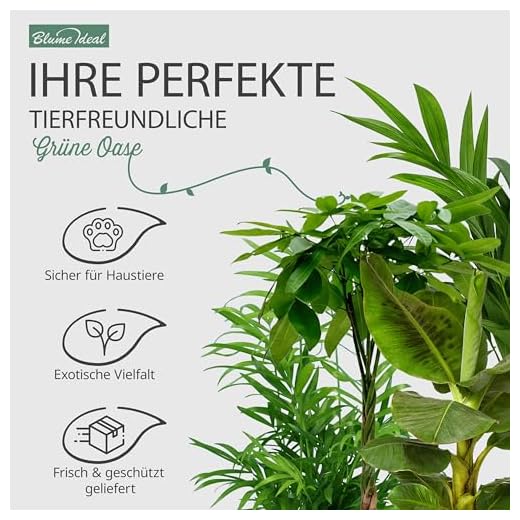 5er-Pflanzen-Set “Tierfreund”, +/- 30-60cm, ø 12-15cm Topf, Bergpalme, Glückskastanie, Bananenpflanze, Korbmarante, Goldfruchtpalme, Ungiftig & Tierfreundlich, Qualität vom Pflanzen Profi