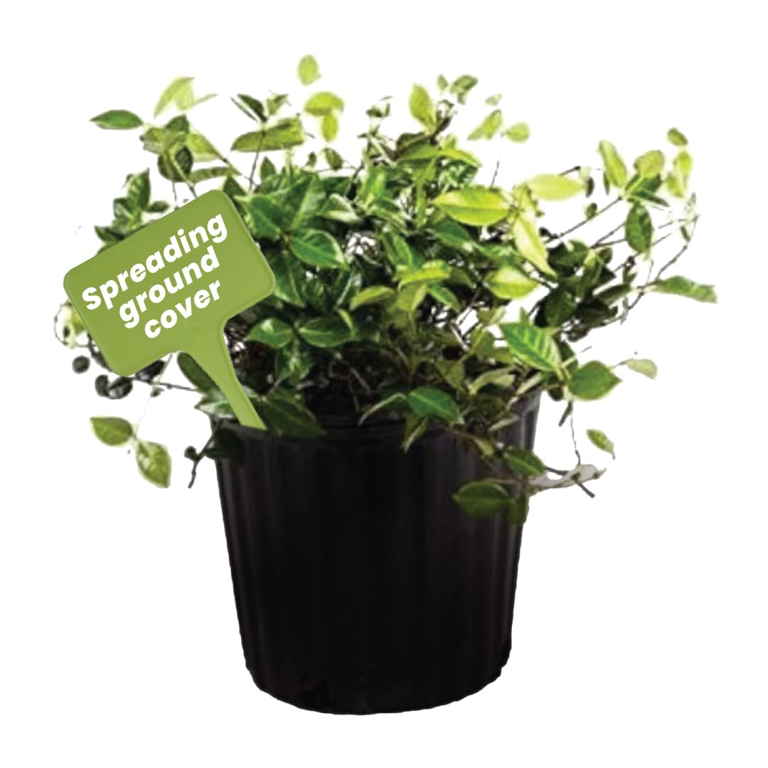 Amazon.com : American Plant Exchange Asiatic Jasmine Minima – 6