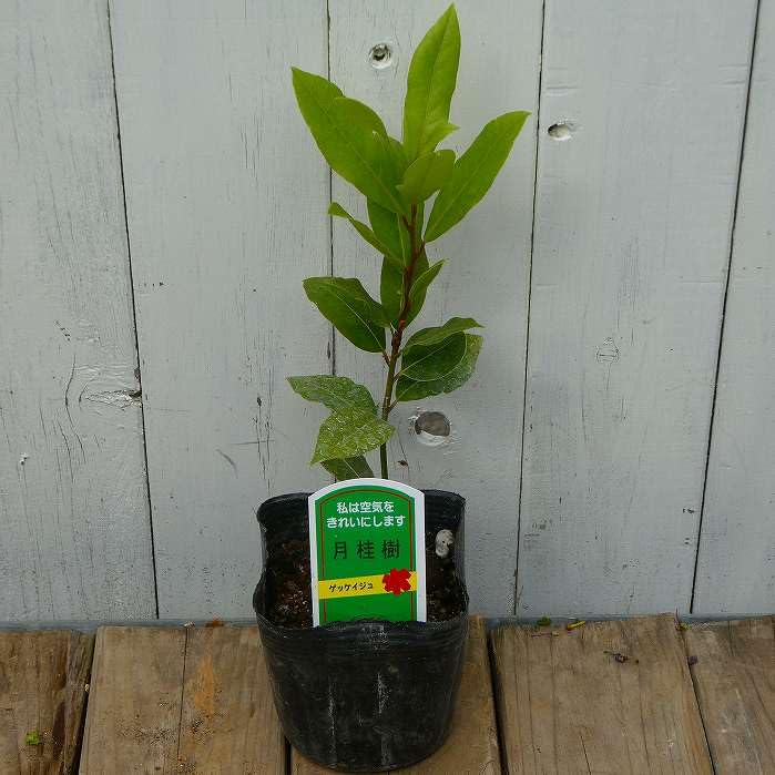 Amazon.co.jp: 月桂樹 苗 苗木 3.5号 ハーブ ローリエ 常緑樹