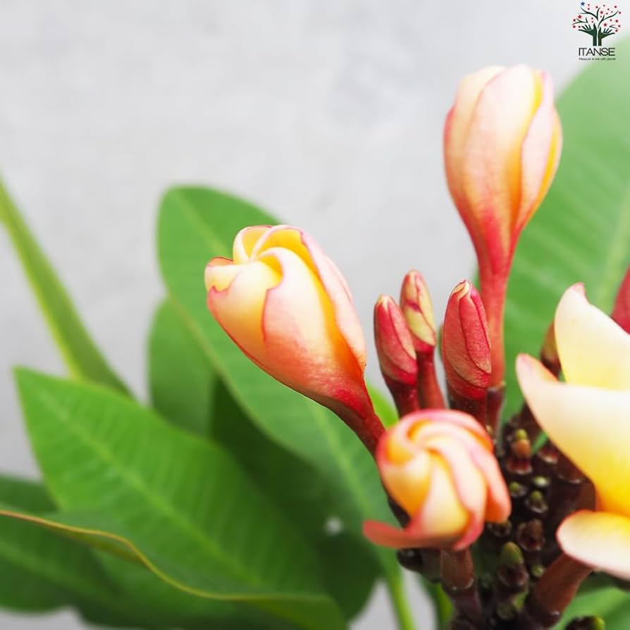 ミミ　プルメリア Amazon.co.jp: プルメリア イエロー 5号鉢【品種で選べる熱帯