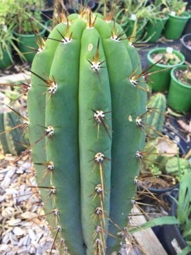 Portal Cool San Pedro Cactus Trichocereus Pachanoi Echinopsis pachanoi Semillas X100