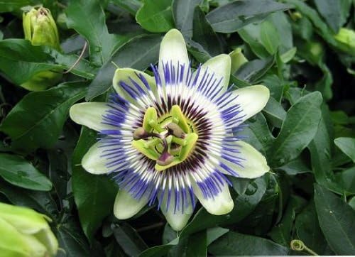 15 Passionflower Blue Passion Fruit Seeds