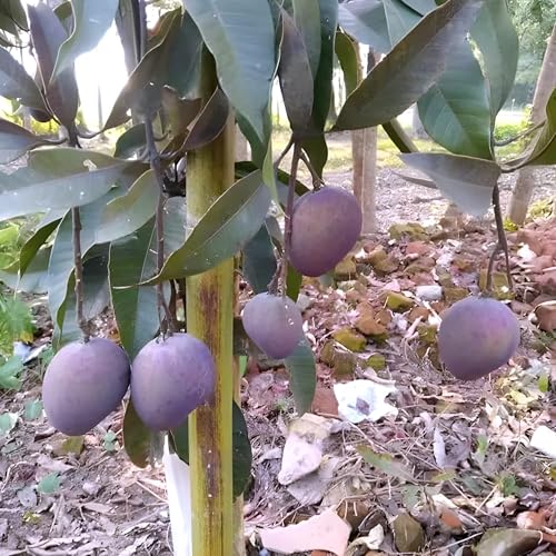 Image of Original Hybrid Mango inchBLACK STONE inch Grafted Live Plant For Home and Garden tree Pack of 1Healthy Plant & Fresh Most Expensive Variety Size 1.5 to 2 feet
