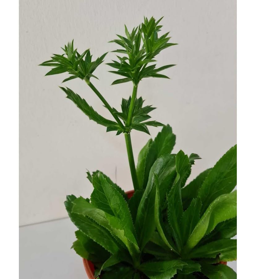 AFRICAN CORIANDER PLANT DHANIA PATTA (B0C74X5B74) Amazon Price History, Amazon Price Tracker