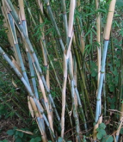 Thamnocalamus Crassindous, Rare Live Clumping Bamboo Plant For Hedge Or Specimen #1 Size Live Plant #TOP2
