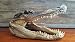 Preserved Alligator Head 7-9"
