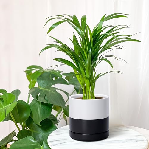 D'vine Dev 6.5 Inch Ceramic Planter Pot with Drainage Hole and Saucer, Indoor Cylinder Round Planter Pot, Layered Monochrome Black & White, 94-O-C-L by D'vine Dev - Image 3